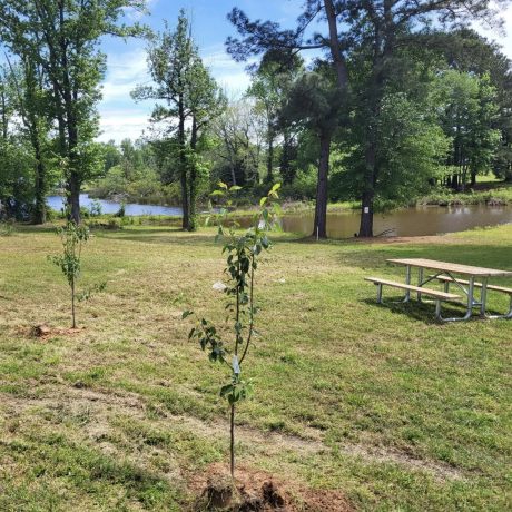 A serene fishing pond with lush greenery around it, reflecting the peaceful environment of Bedrock RV Park in Longview, Texas. 